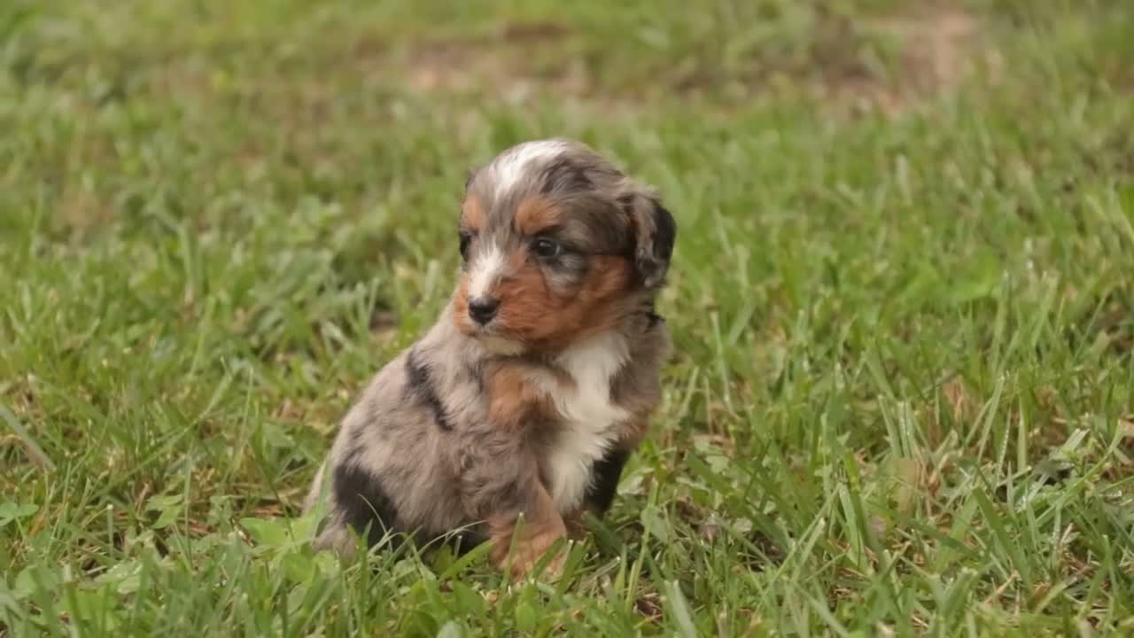 Mini Bernedoodle dogs for sale: Harvest F1 Mini Bernedoodle  - Video 4