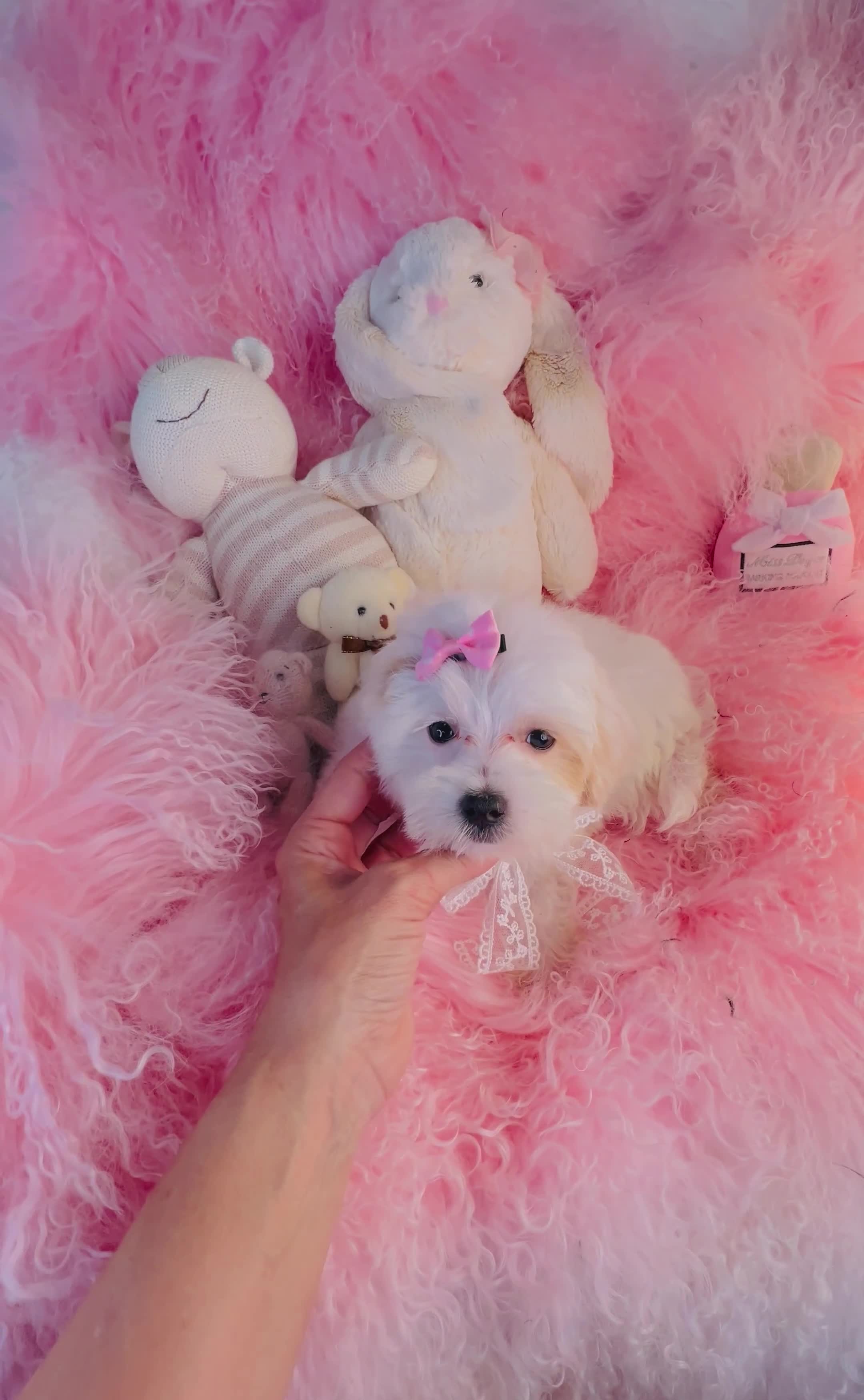 Maltese dogs for sale: Maltese  - Video 1