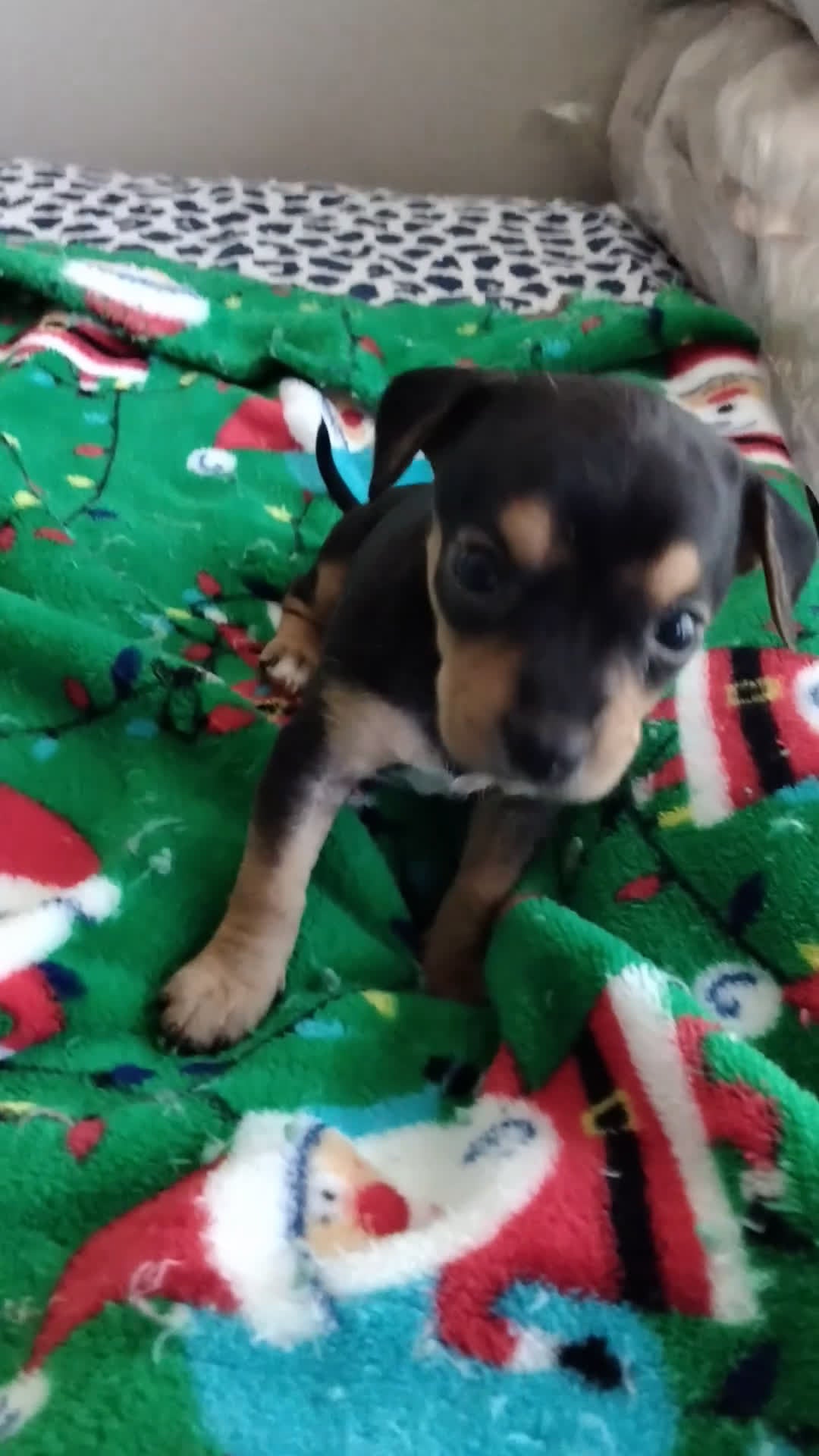 Mixed Breed dogs for sale: ChiChi - Video 1