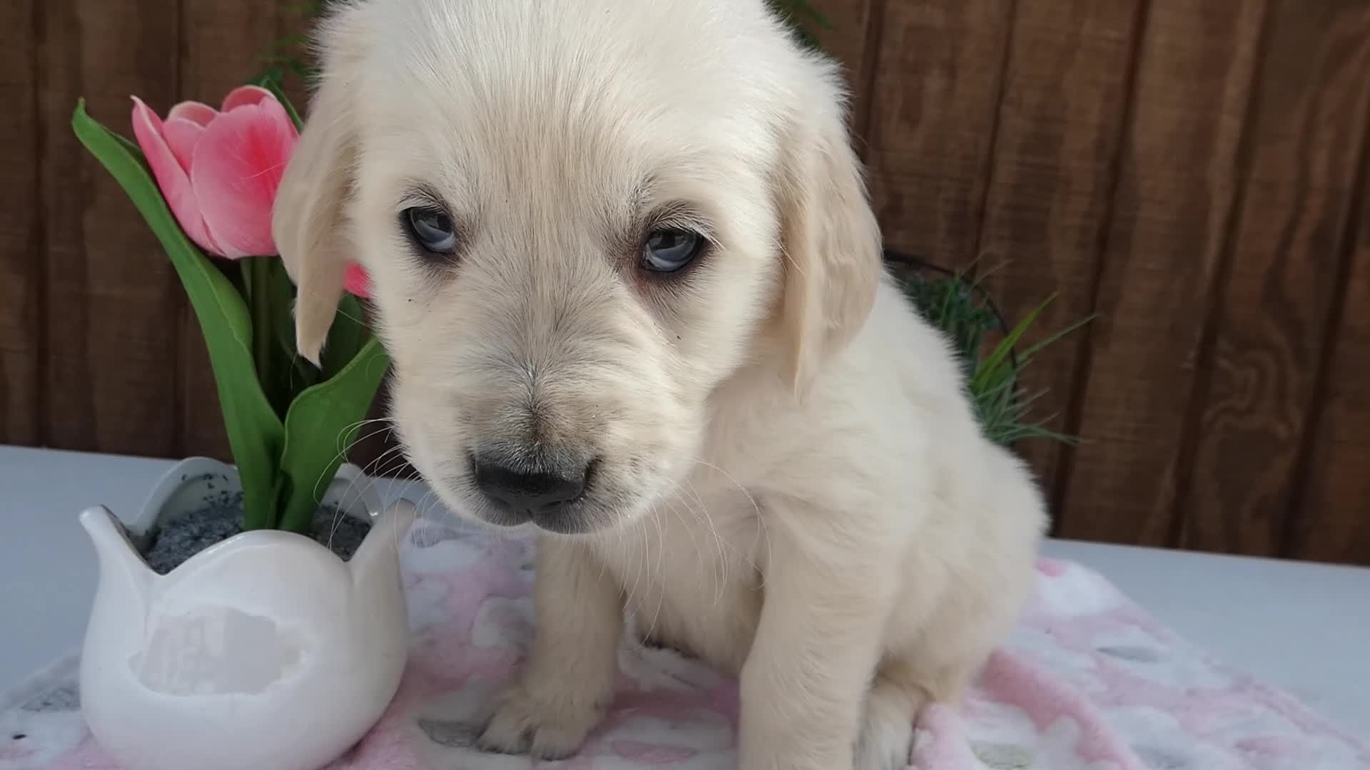 Golden Retriever dogs for sale: Golden Retriever 6 Misty - Video 1