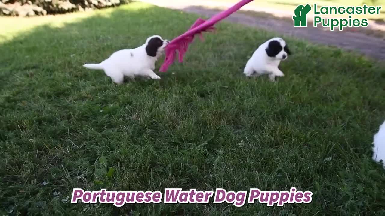 Portuguese Water Dog dogs for sale: Glory - Video 1