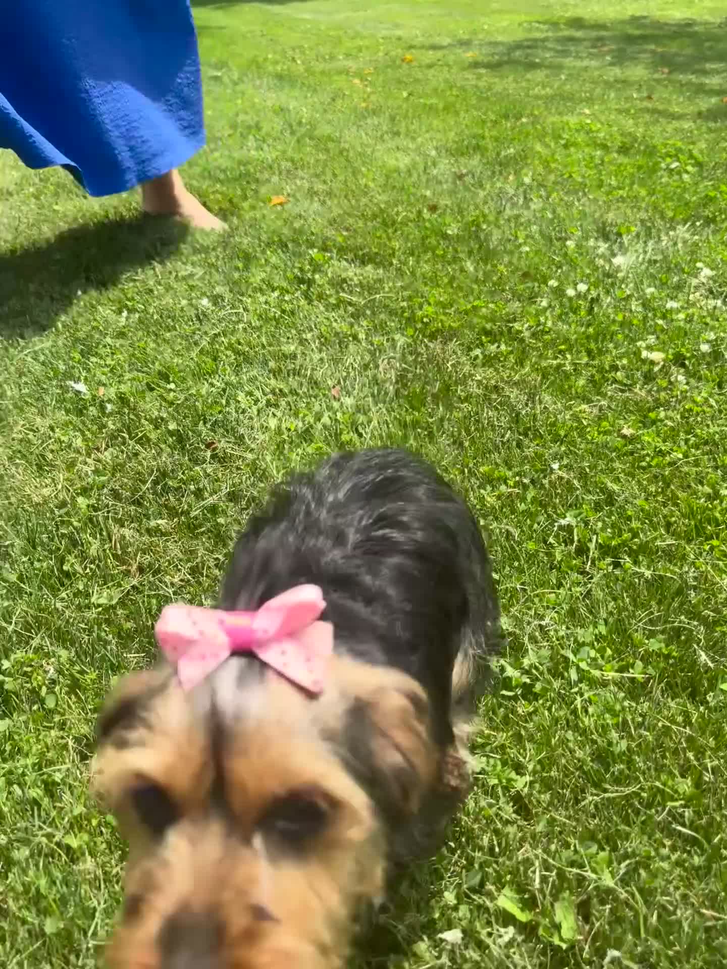 Yorkshire Terrier dogs for sale: Gabby - Video 1