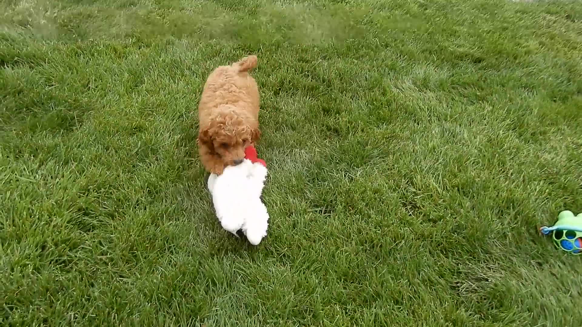 Cavapoo dogs for sale: Penny - Video 1