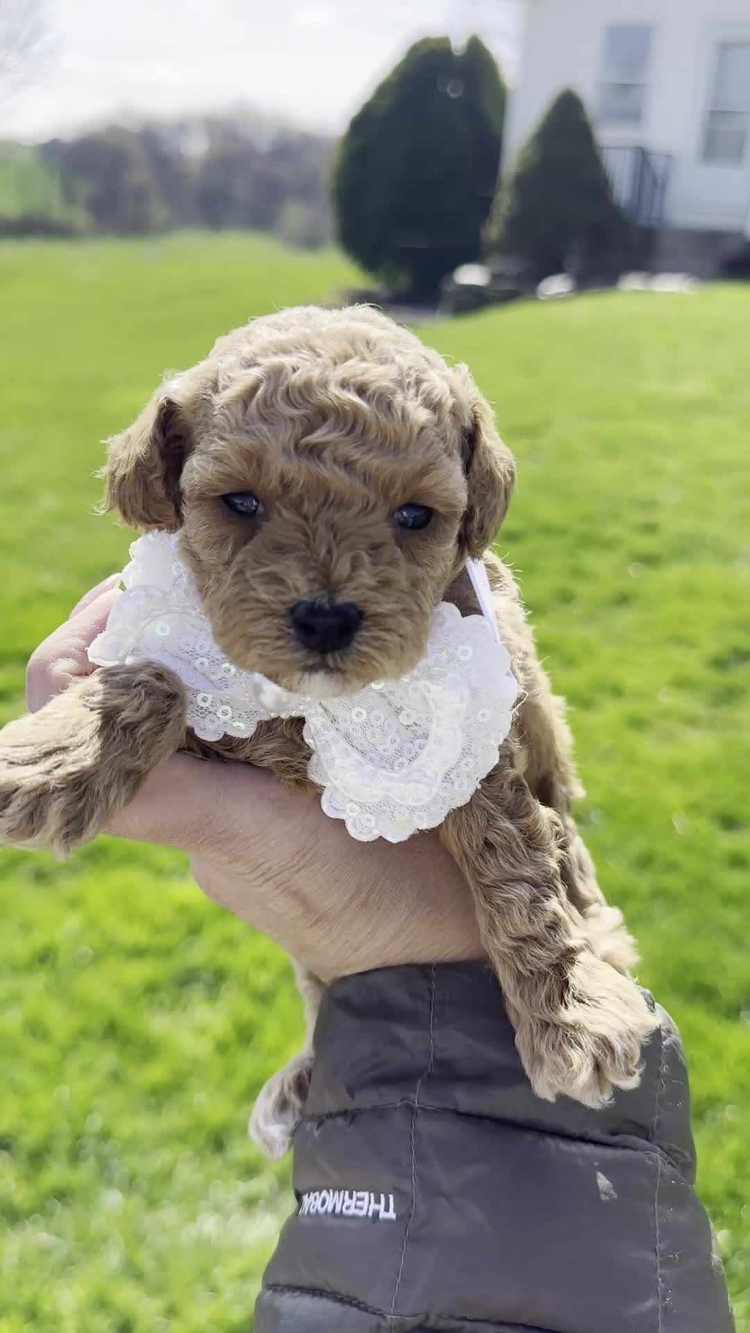 Toy Poodle dogs for sale: Feona- AKC Genetically tested Parents - Video 1