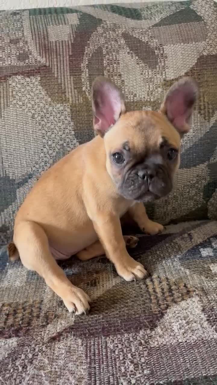 French Bulldog dogs for sale: HEIDI - FAWN BABYDOLL IN CALI, USA DELIVERY & FINANCING OPTIONS! - Video 2