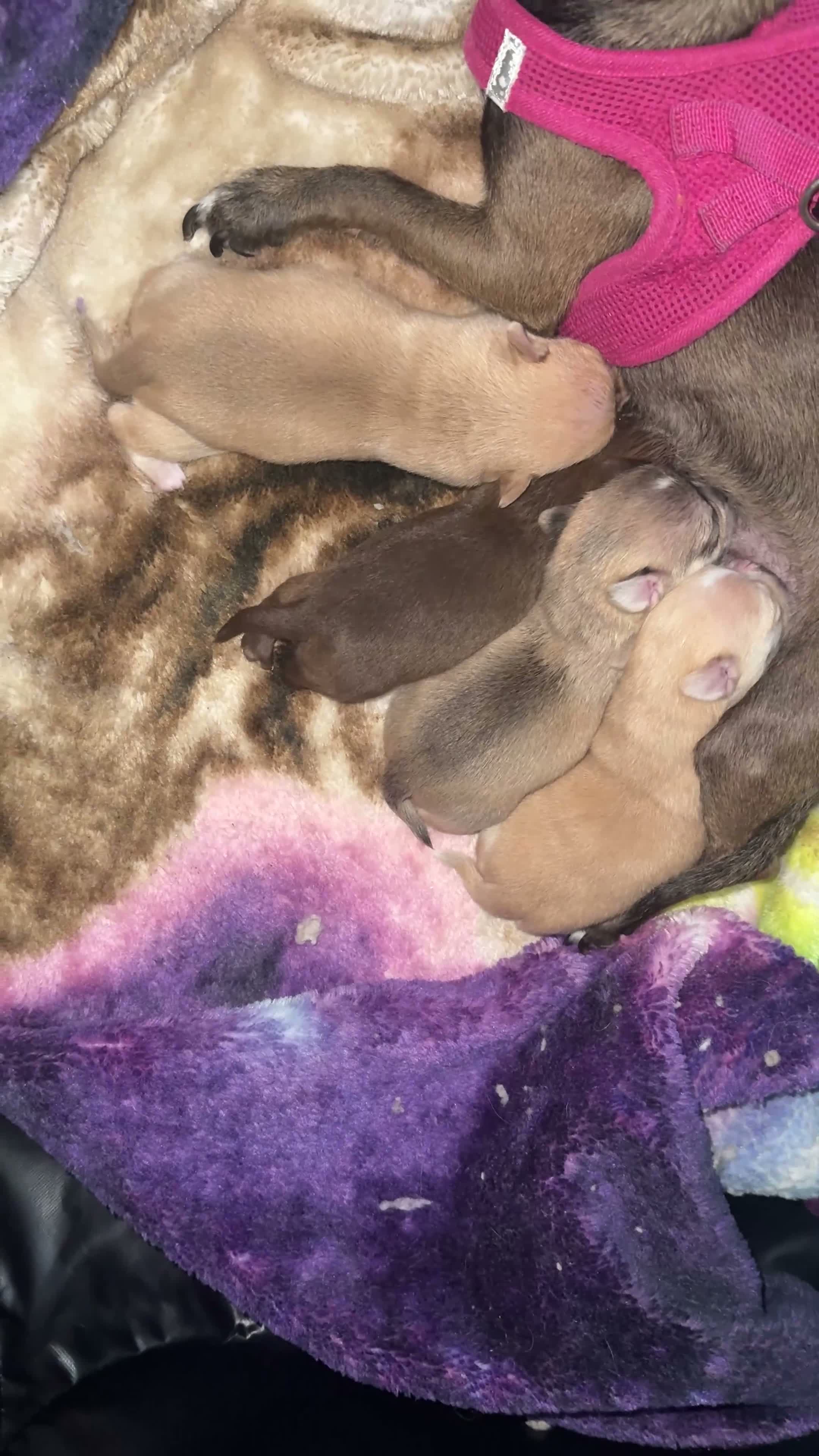 Chihuahua dogs for sale: Cream w/ spotted nose female - Video 1