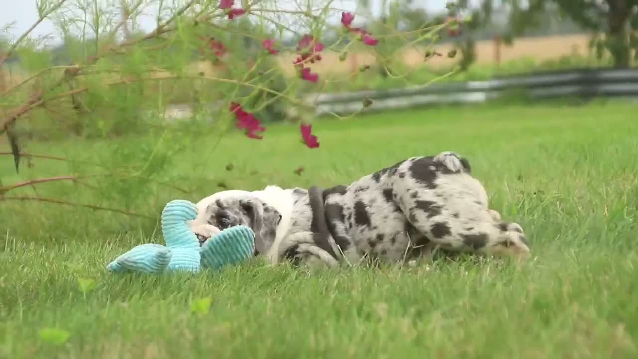 English Bulldog dogs for sale: Seth English Bulldog  - Video 1