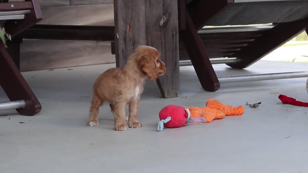 Cocker Spaniel dogs for sale: Boone - Video 1