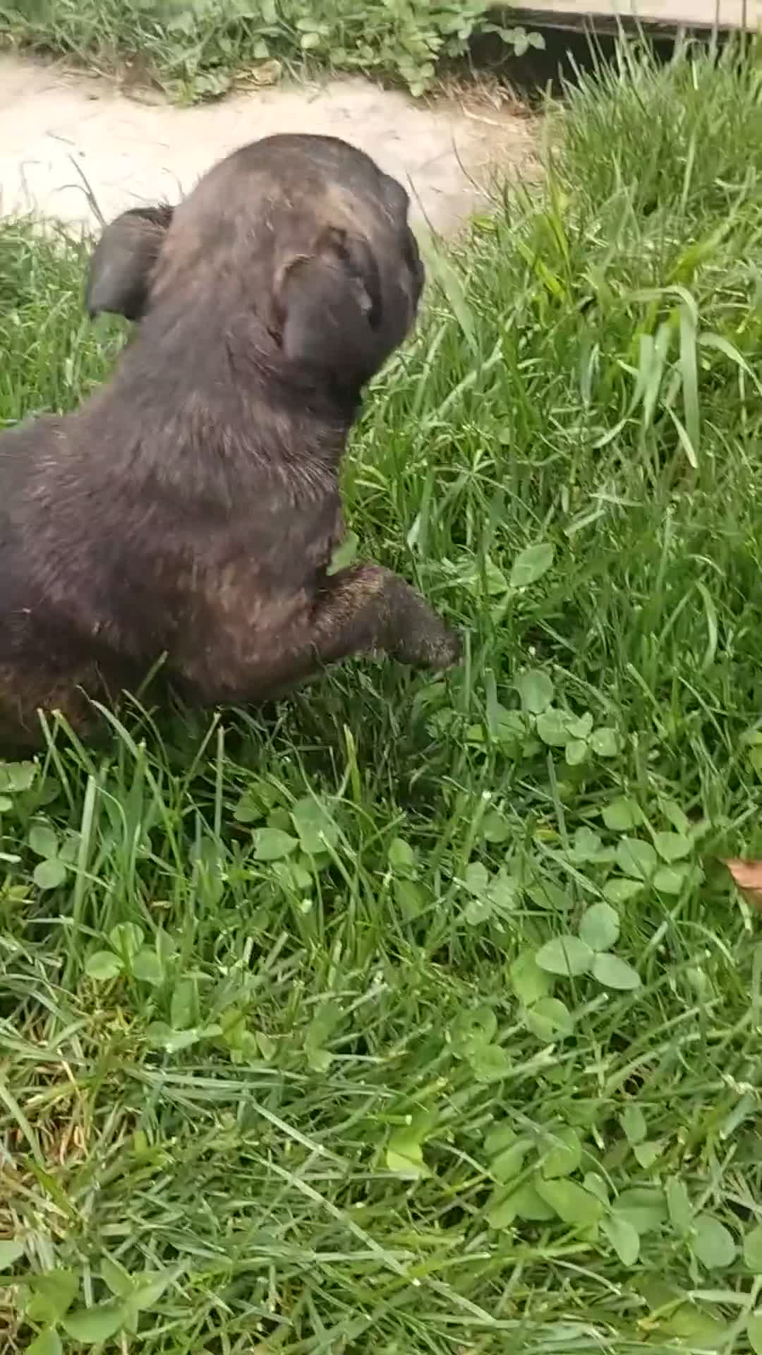 Mixed Breed dogs for sale: Harley - Video 1
