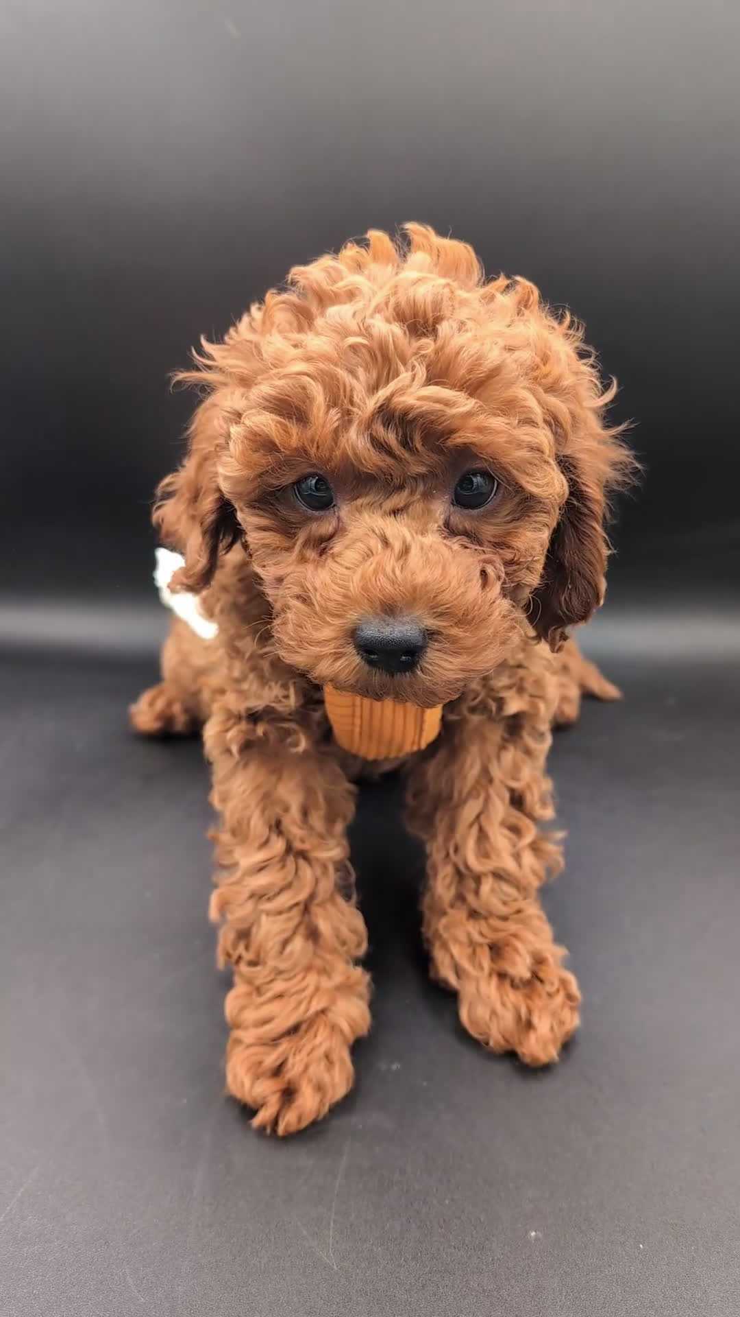 Toy Poodle dogs for sale: Maple 🍁 - Video 1