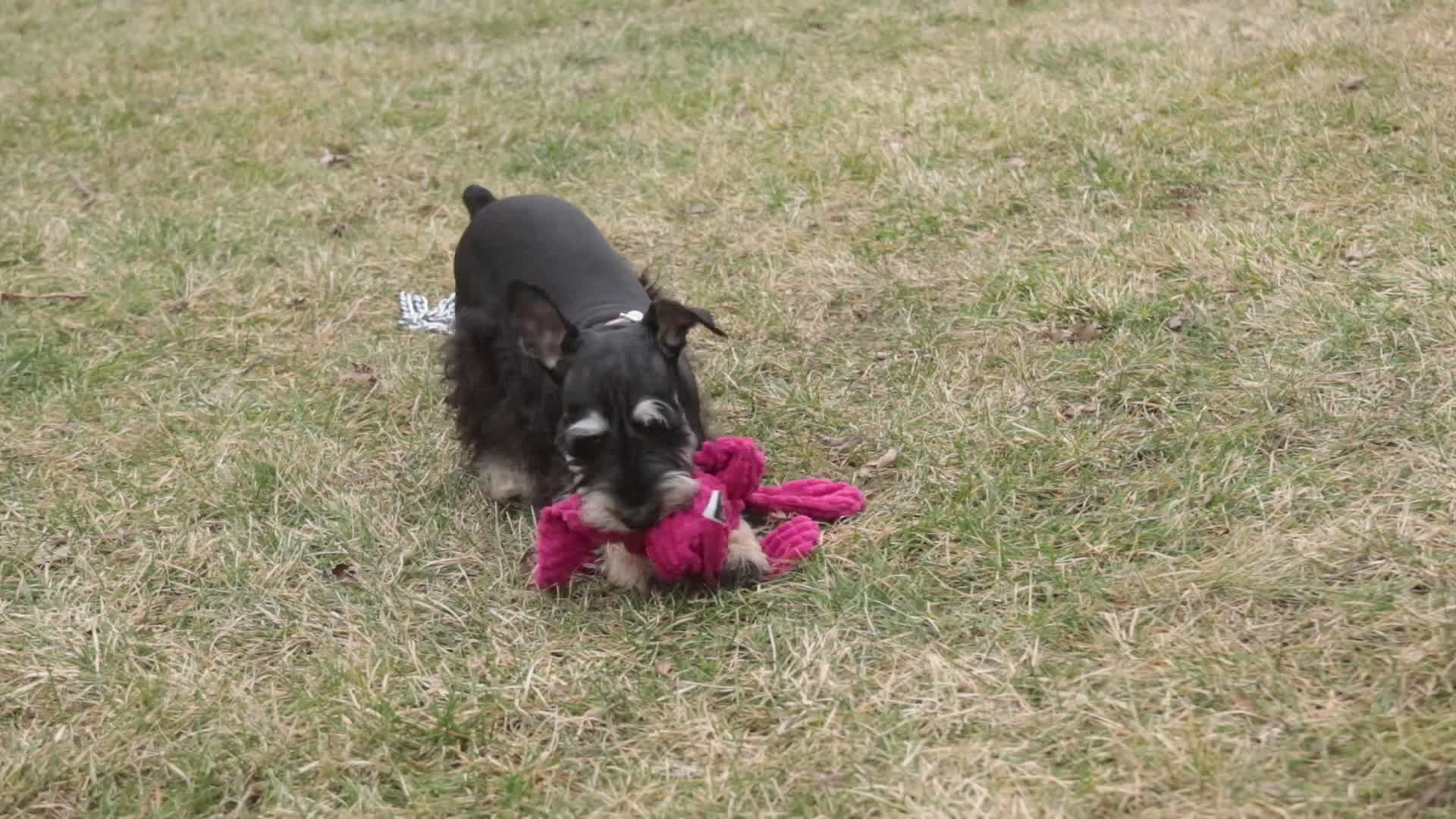 Miniature Schnauzer dogs for sale: Marina - Video 1