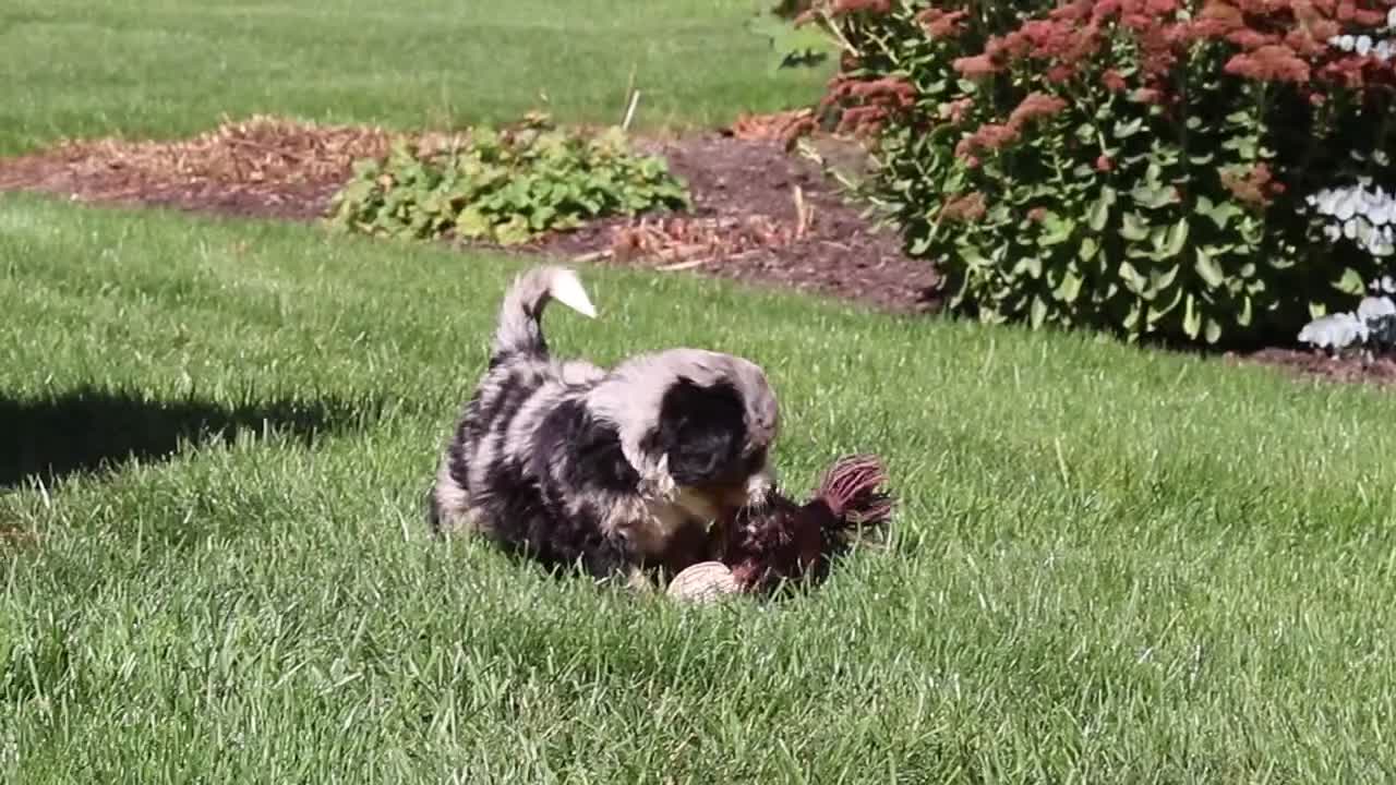 Mini Bernedoodle dogs for sale: Molly🎀 - Video 4