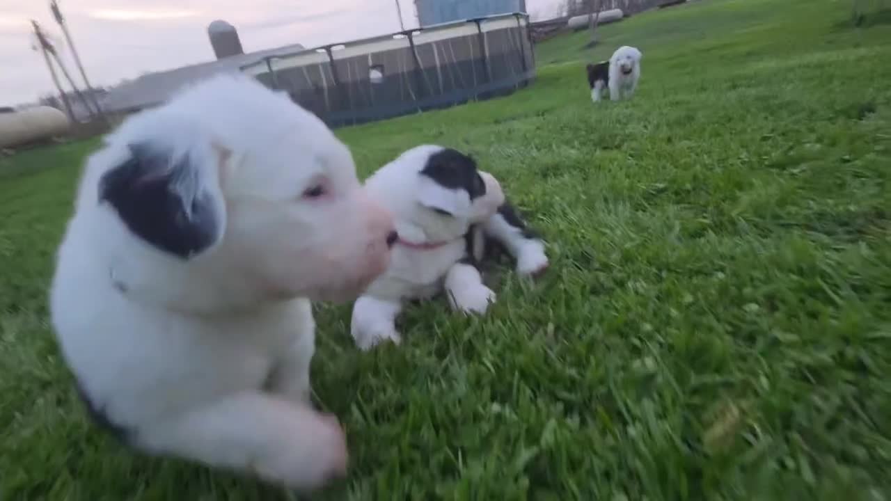 Old English Sheepdog dogs for sale: Duke  - Video 1