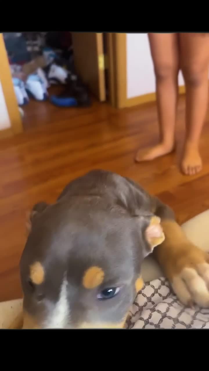 American Bully dogs for sale: American Bully Puppy 2 - Video 1