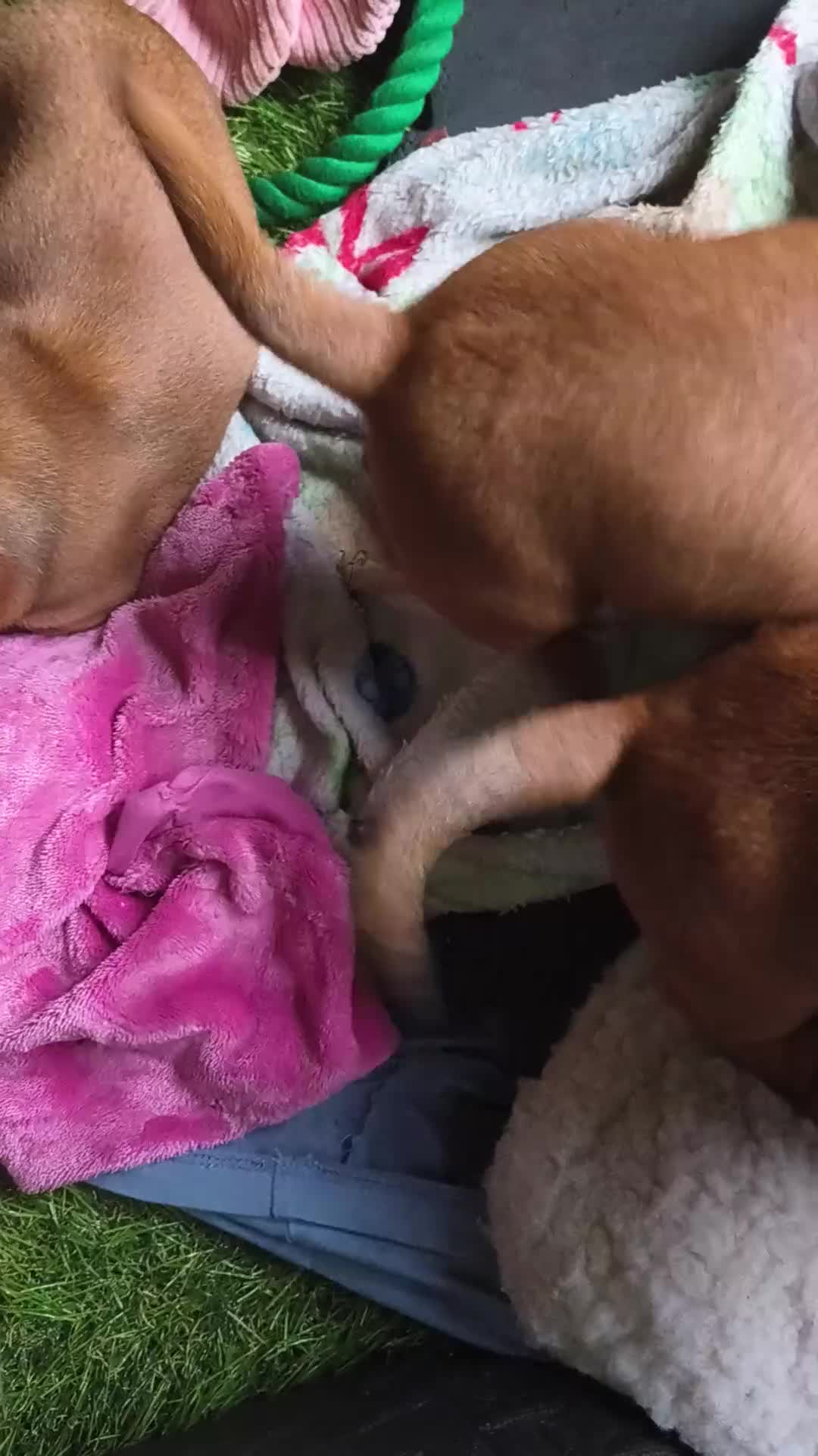 Miniature Dachshund dogs for sale: Beauty  - Video 1