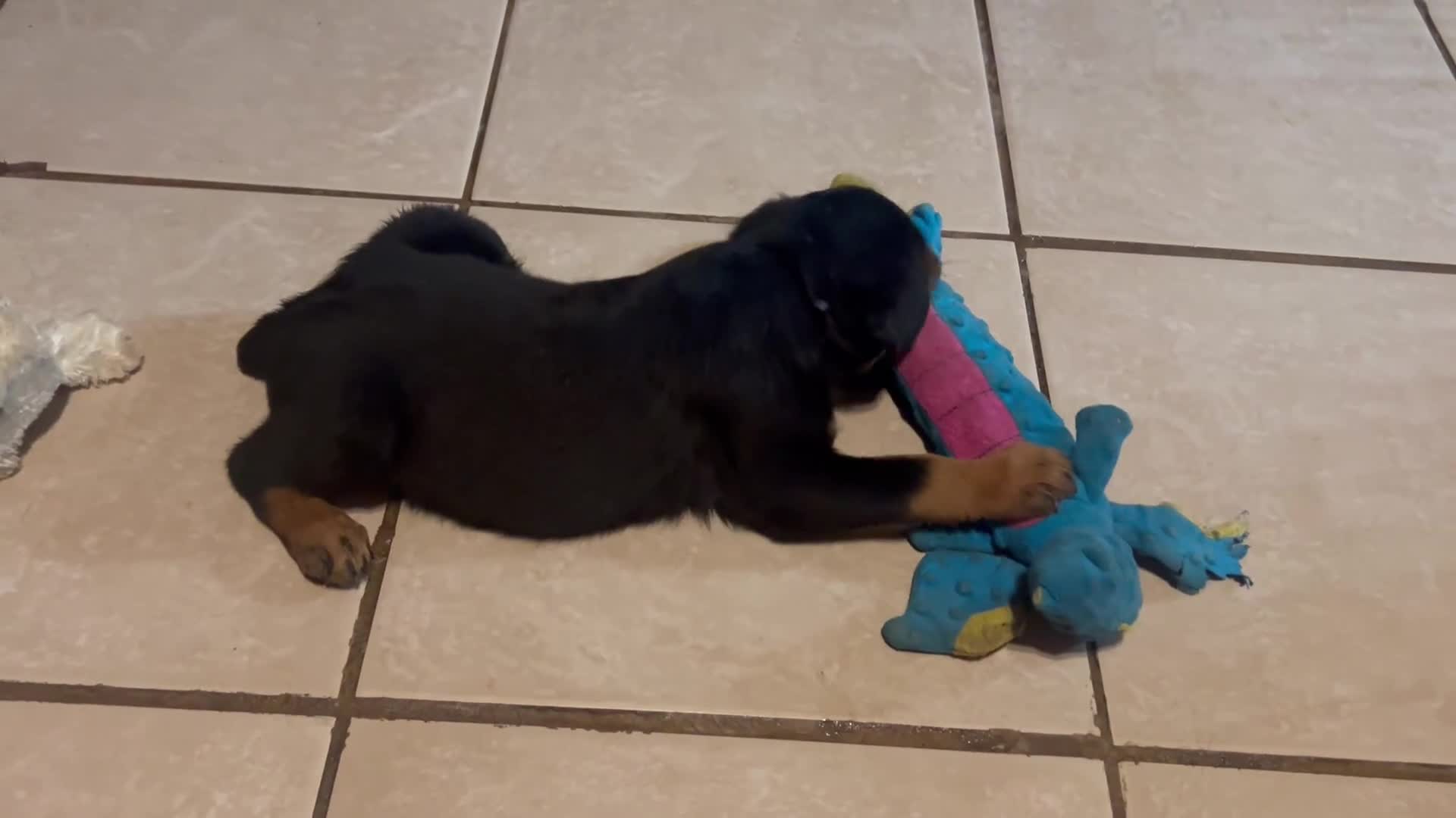 Rottweiler dogs for sale: Rottweiler 1 - Video 1