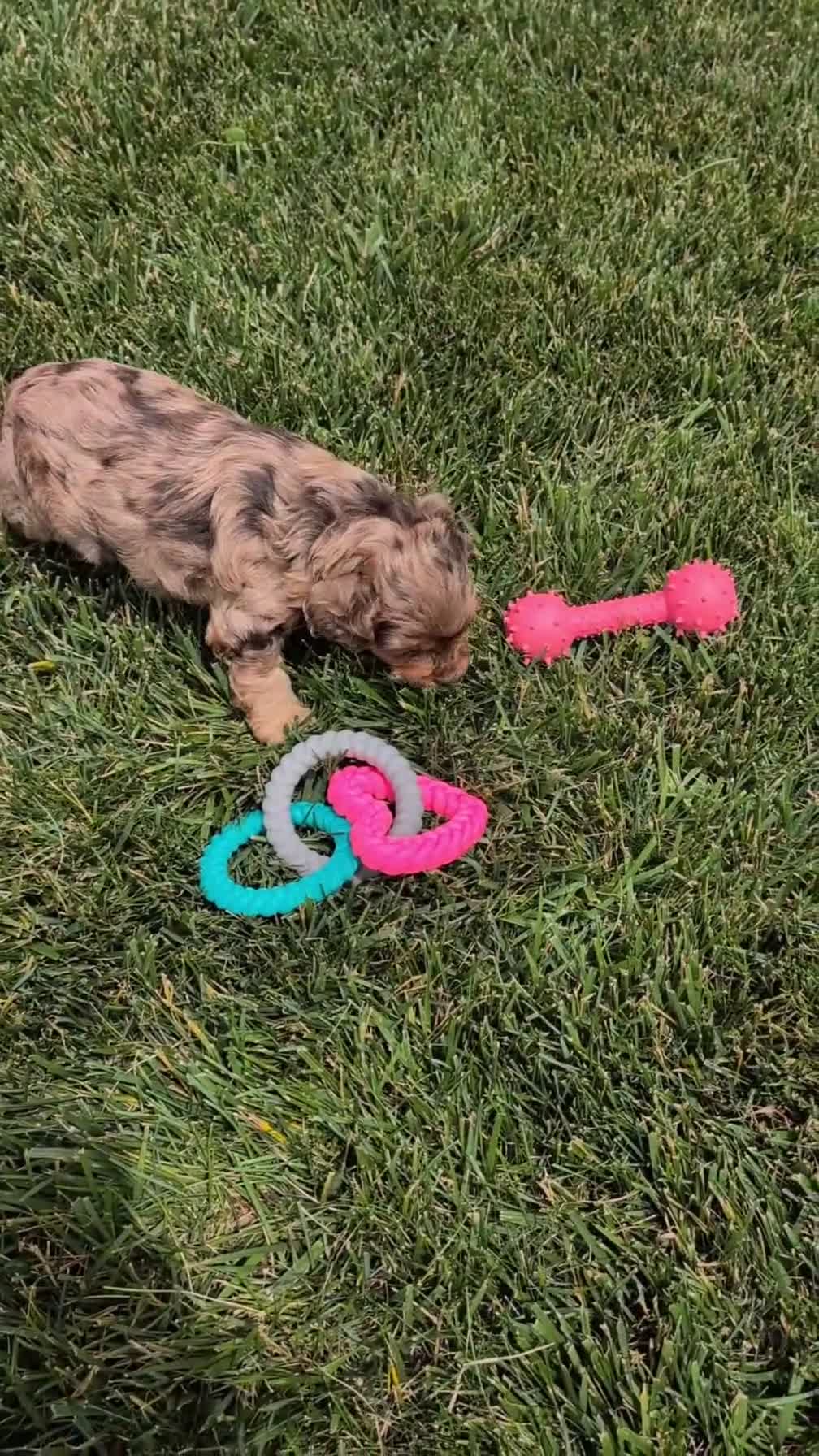 Cockapoo dogs for sale: Baxter - Video 1