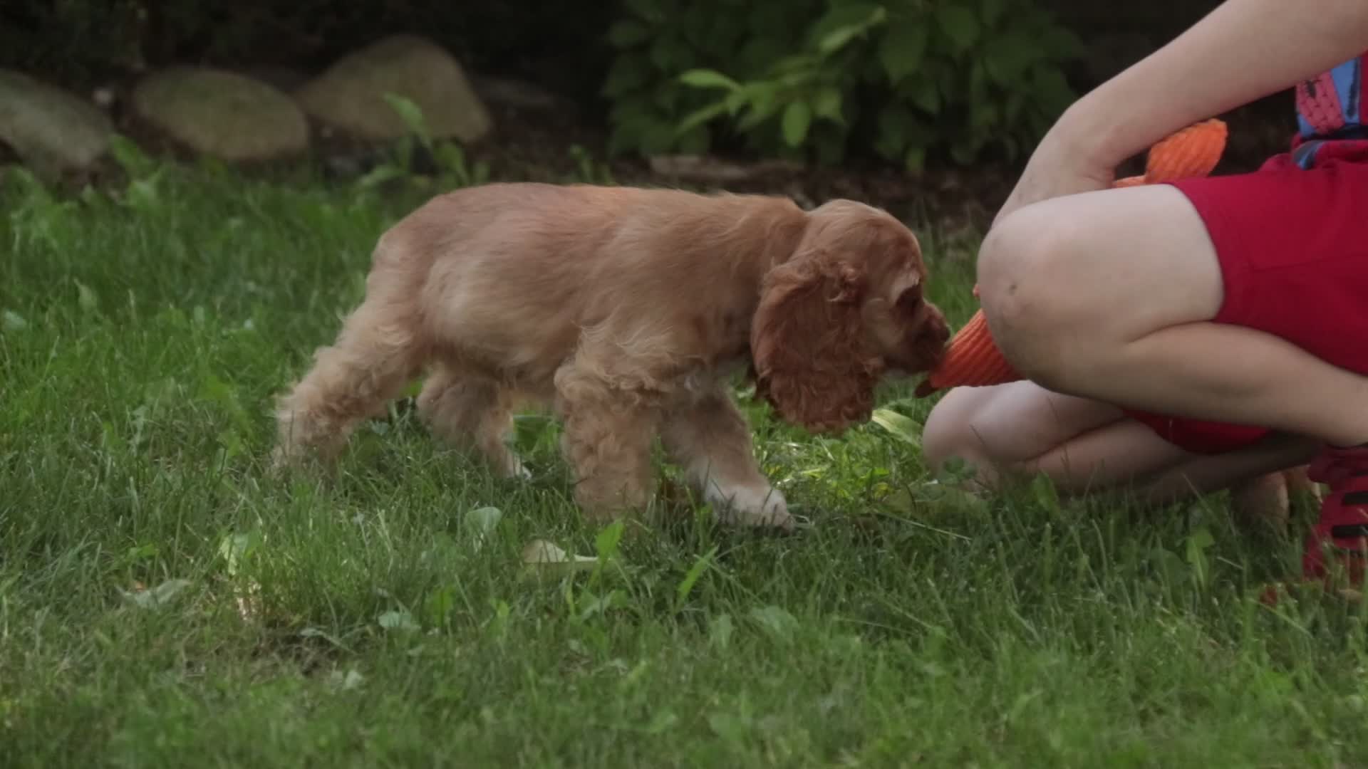 Cocker Spaniel dogs for sale: Alexa Cocker Spaniel  - Video 1