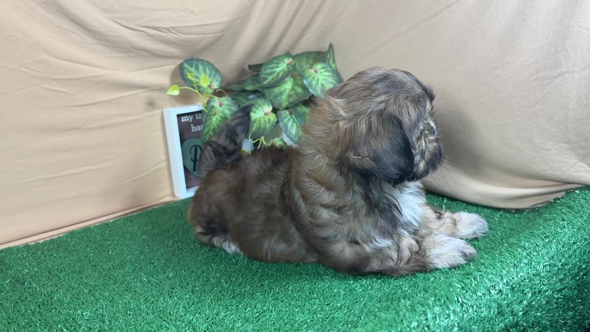 Shih Tzu dogs for sale: Shih Tzu 2 - Video 1