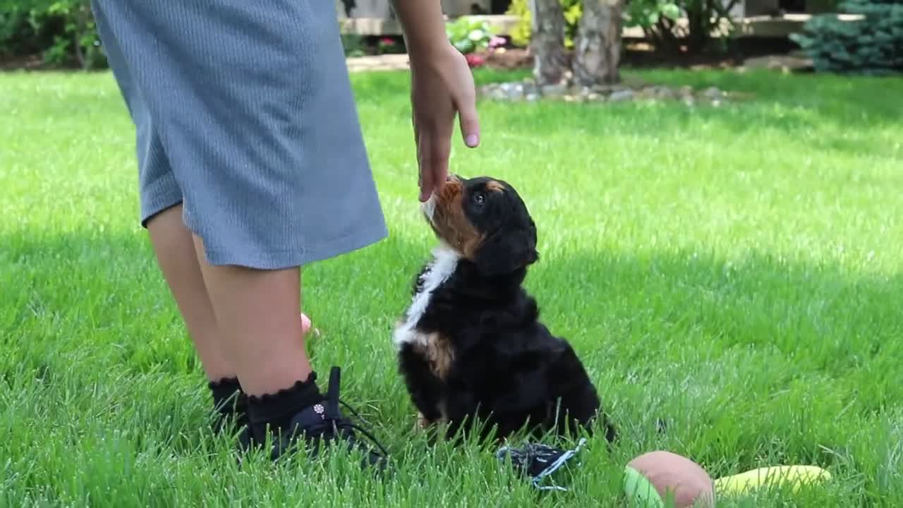 Mini Bernedoodle dogs for sale: Nala - Video 1