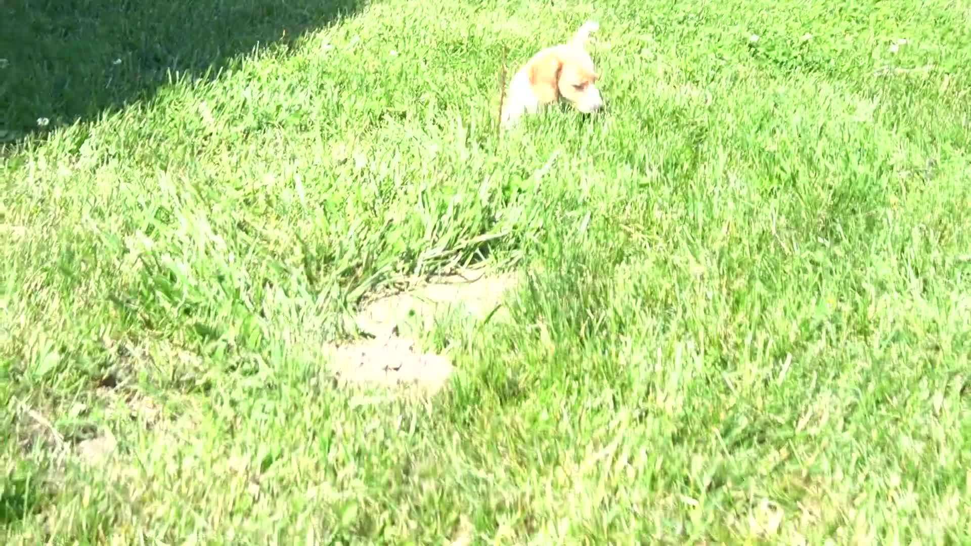 Miniature Dachshund dogs for sale: Brian - Video 1