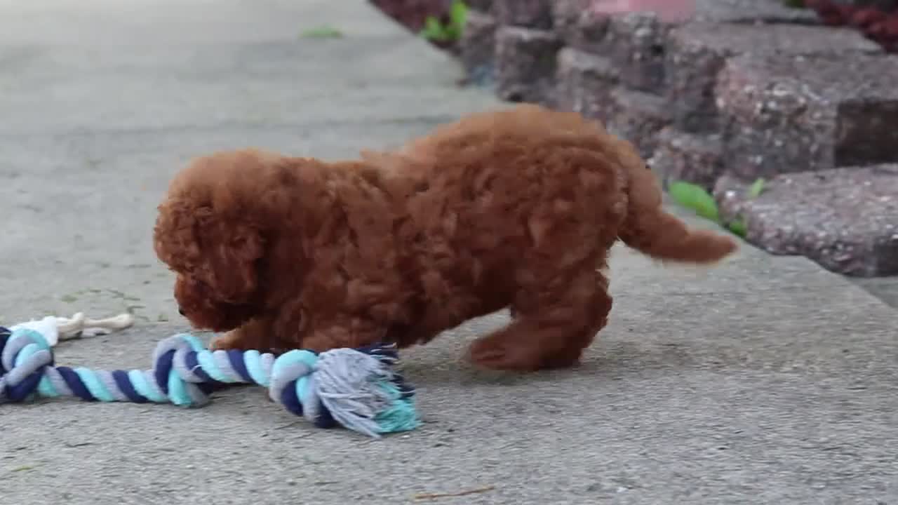 Miniature Poodle dogs for sale: Jance - Video 4