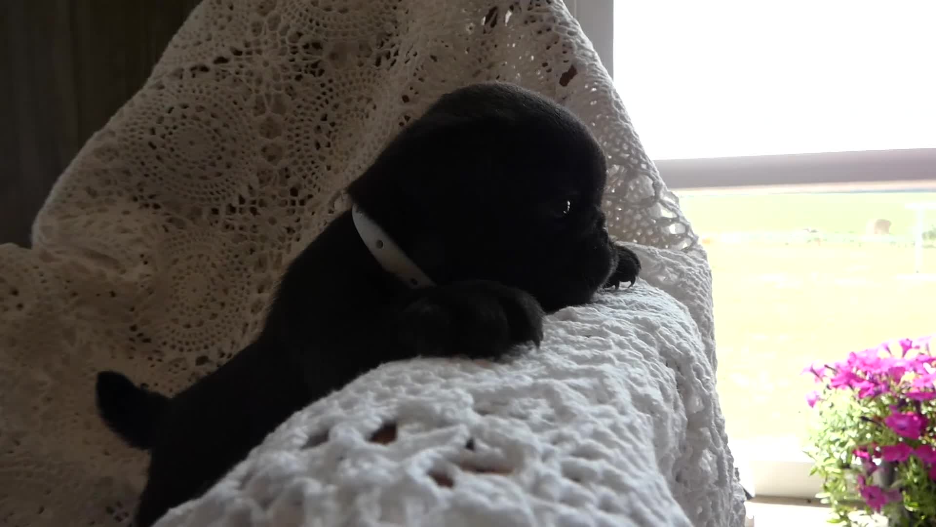 Pug dogs for sale: Pug 4 Megan - Video 1