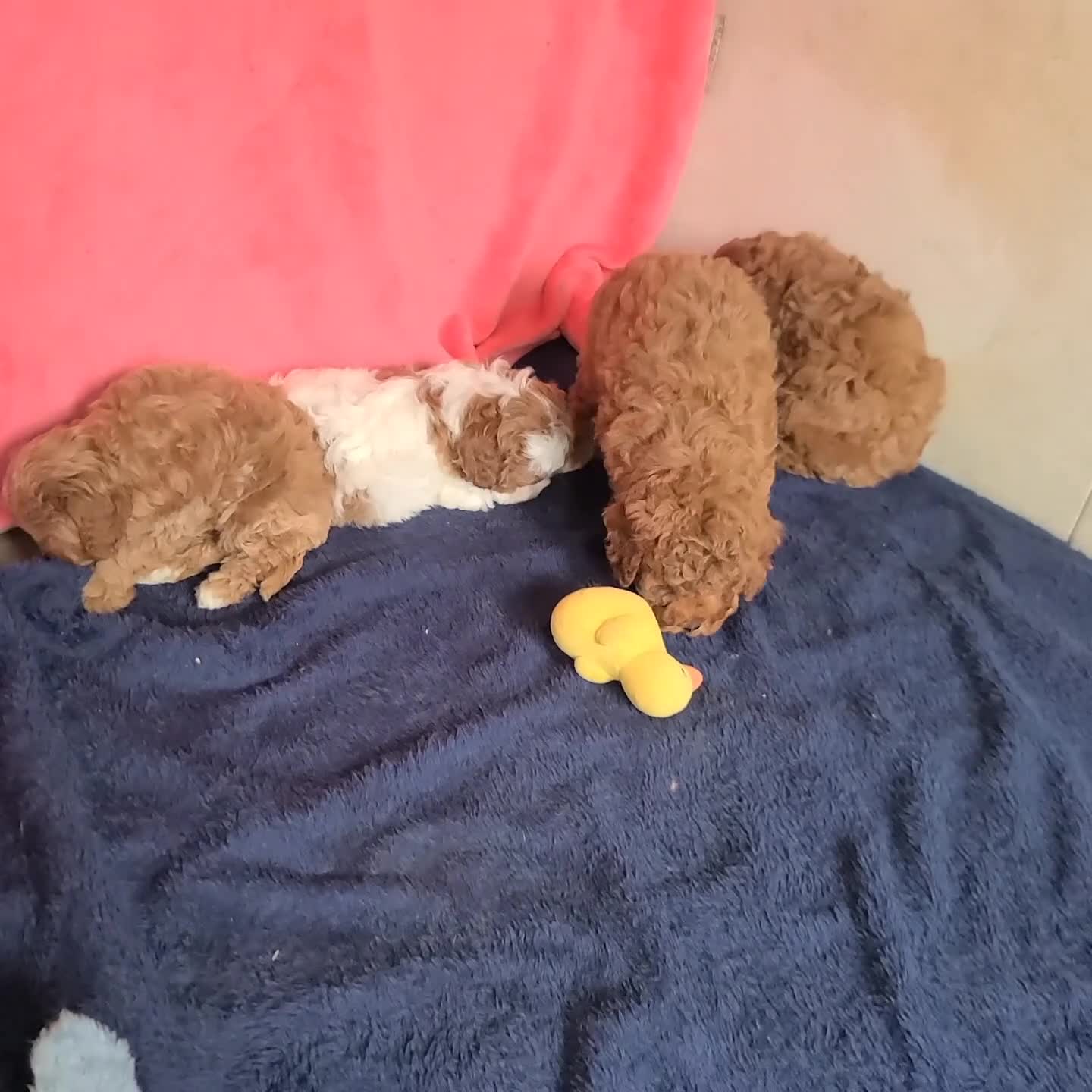Cavapoo dogs for sale: Beauty f one b - Video 1