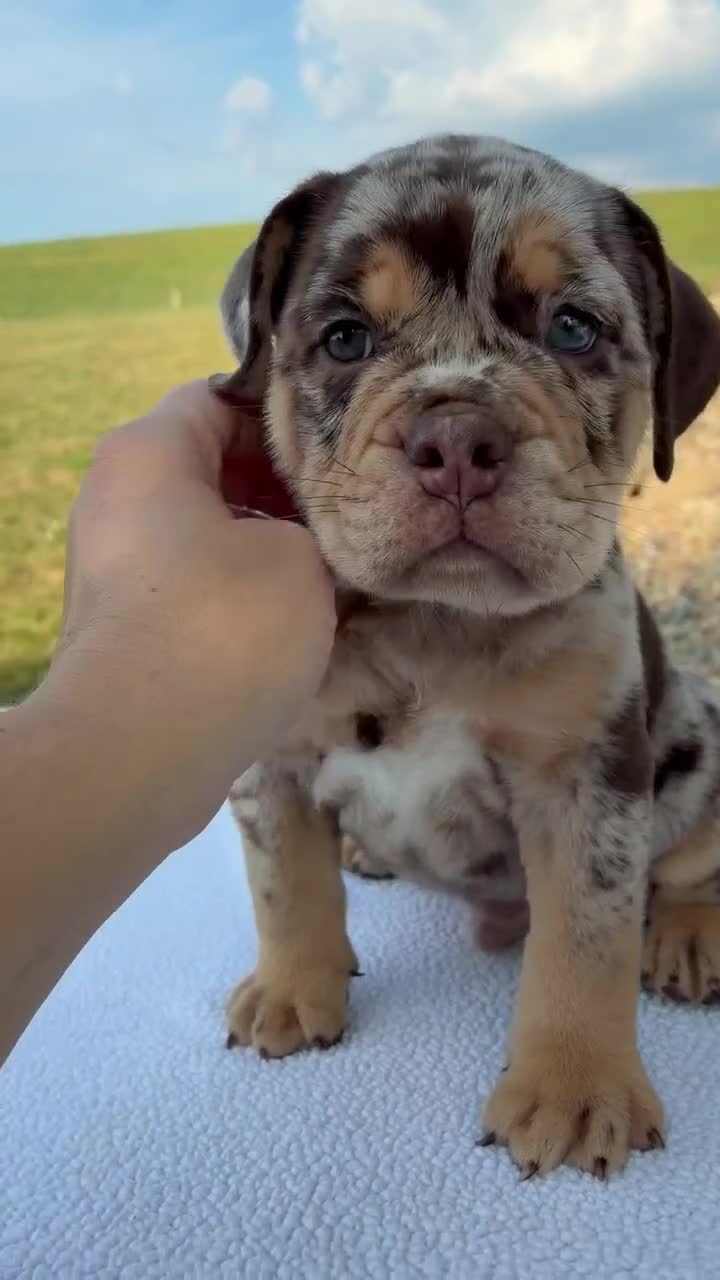 Beabull dogs for sale: Milo - Video 1
