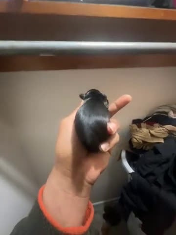 Yorkiepoo dogs for sale: Yorkiepoo Puppy 4 - Video 1