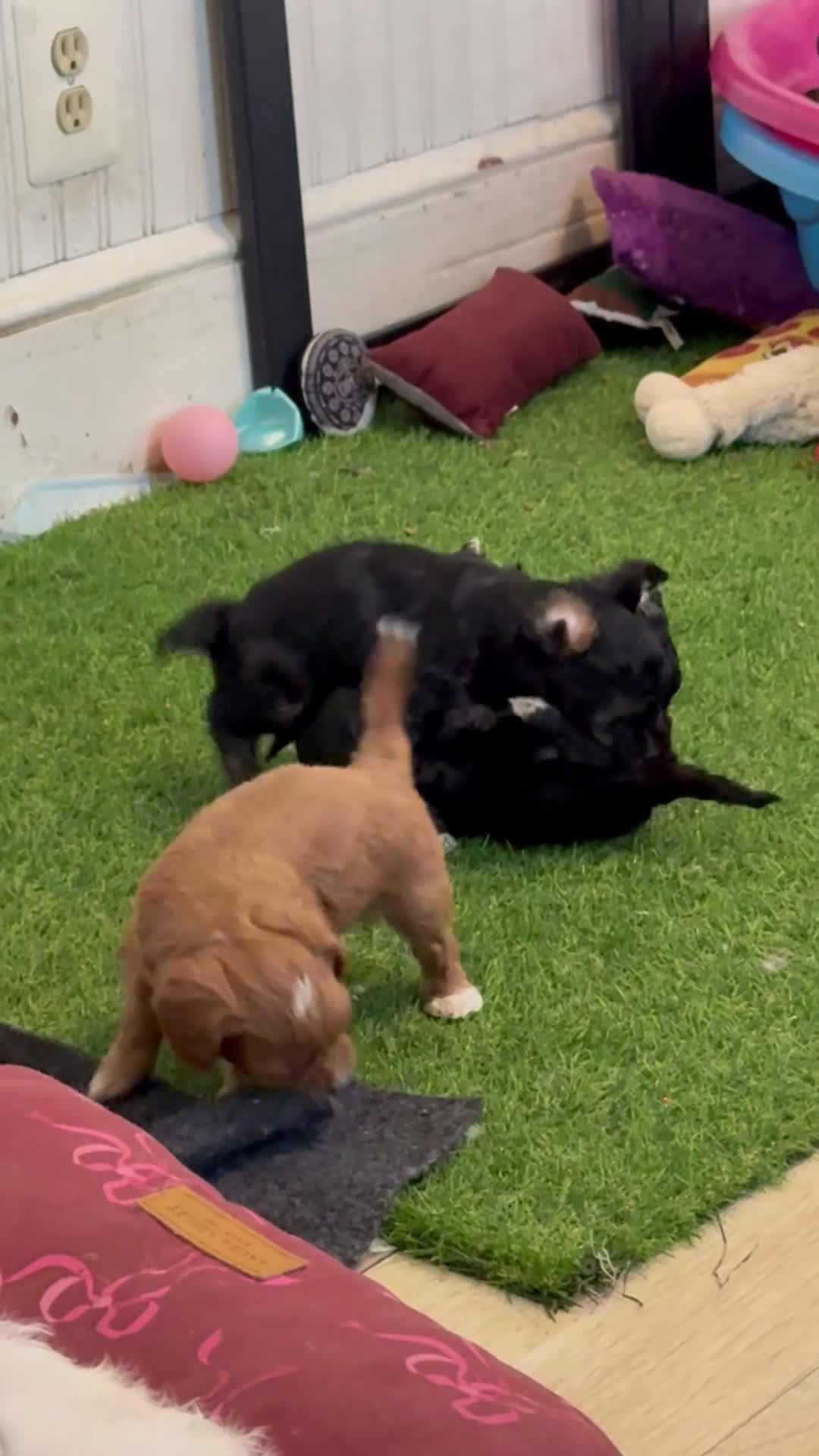 Yorkiepoo dogs for sale: York - Video 1