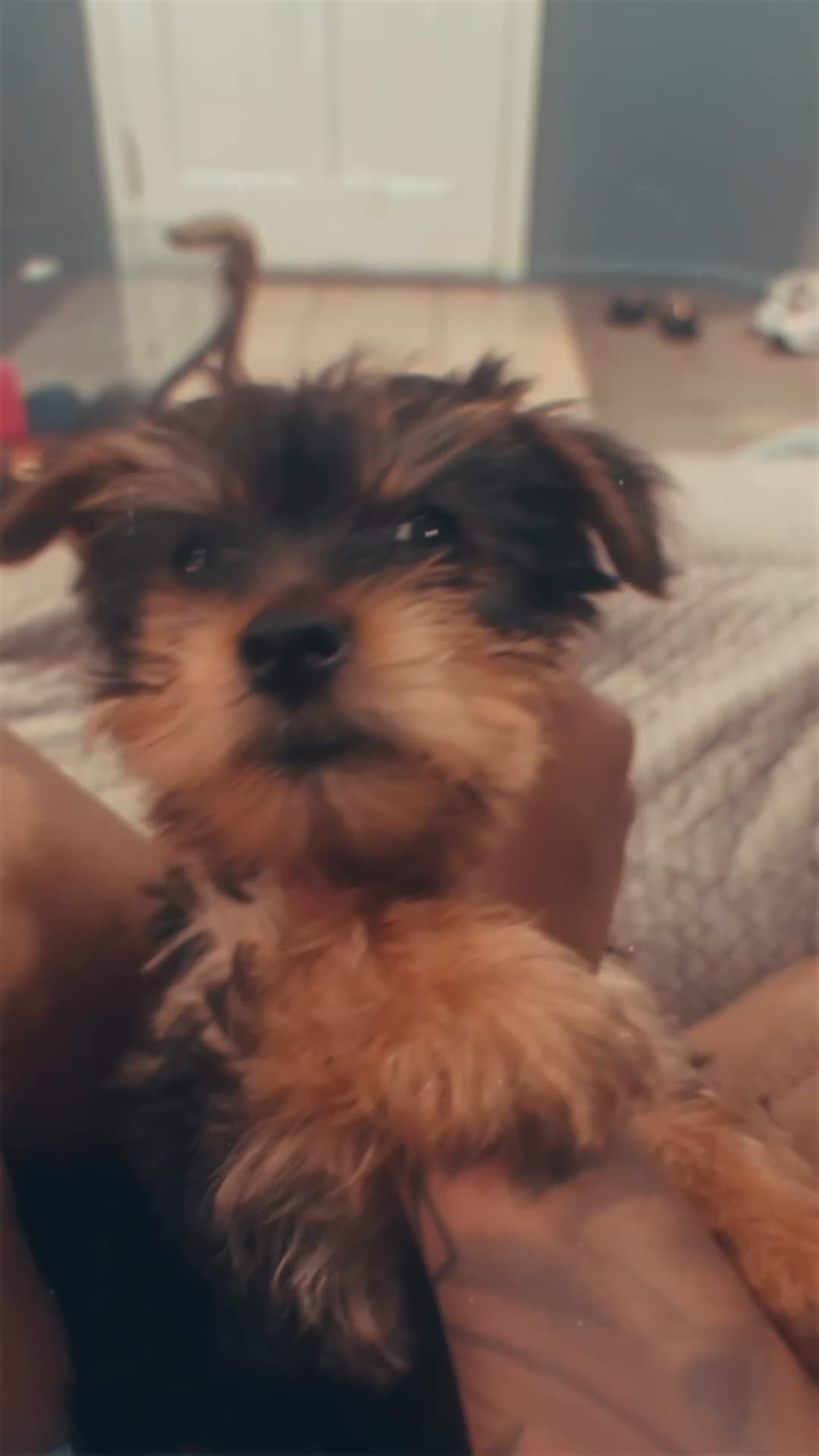 Yorkshire Terrier dogs for sale: Yorkshire Terrier 1 - Video 1
