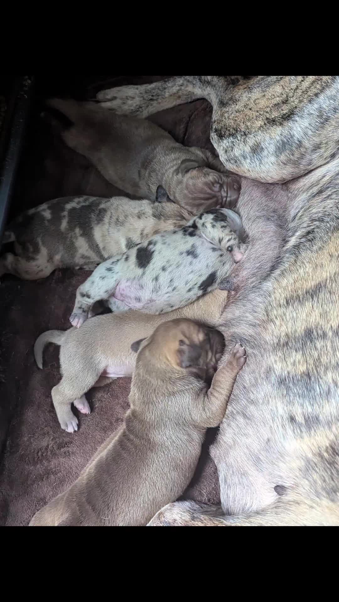 Great Dane dogs for sale: Great Dane 2 - Video 1