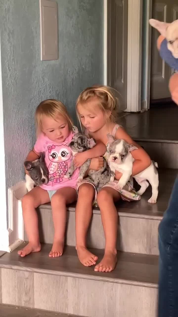 French Bulldog dogs for sale: Ghost - Video 1