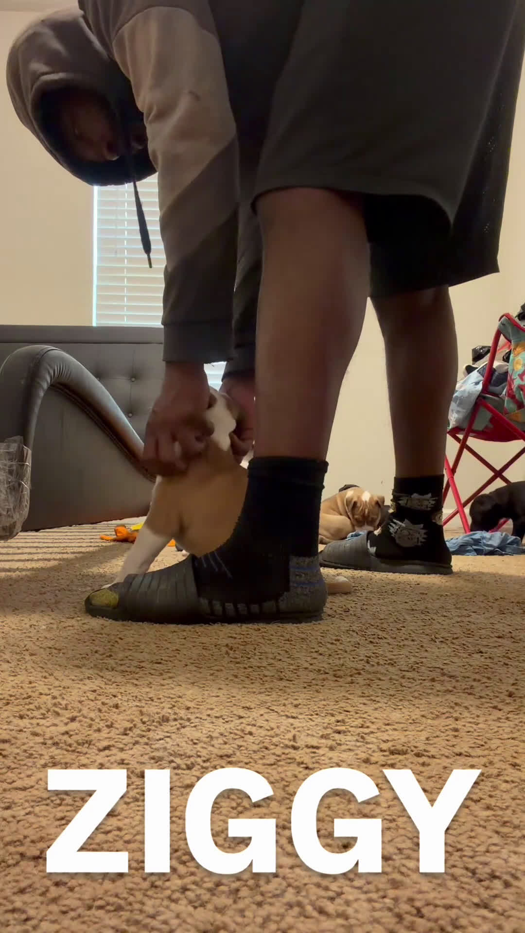 Mixed Breed dogs for sale: Mixed Breed Puppy 1 - Video 1