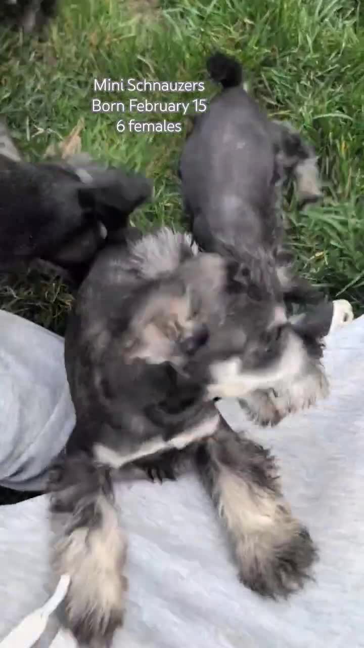 Miniature Schnauzer dogs for sale: Dolly - Video 3
