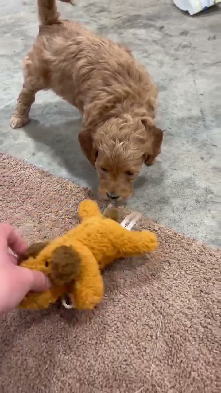 Mini Goldendoodle dogs for sale: Gracie - Video 1