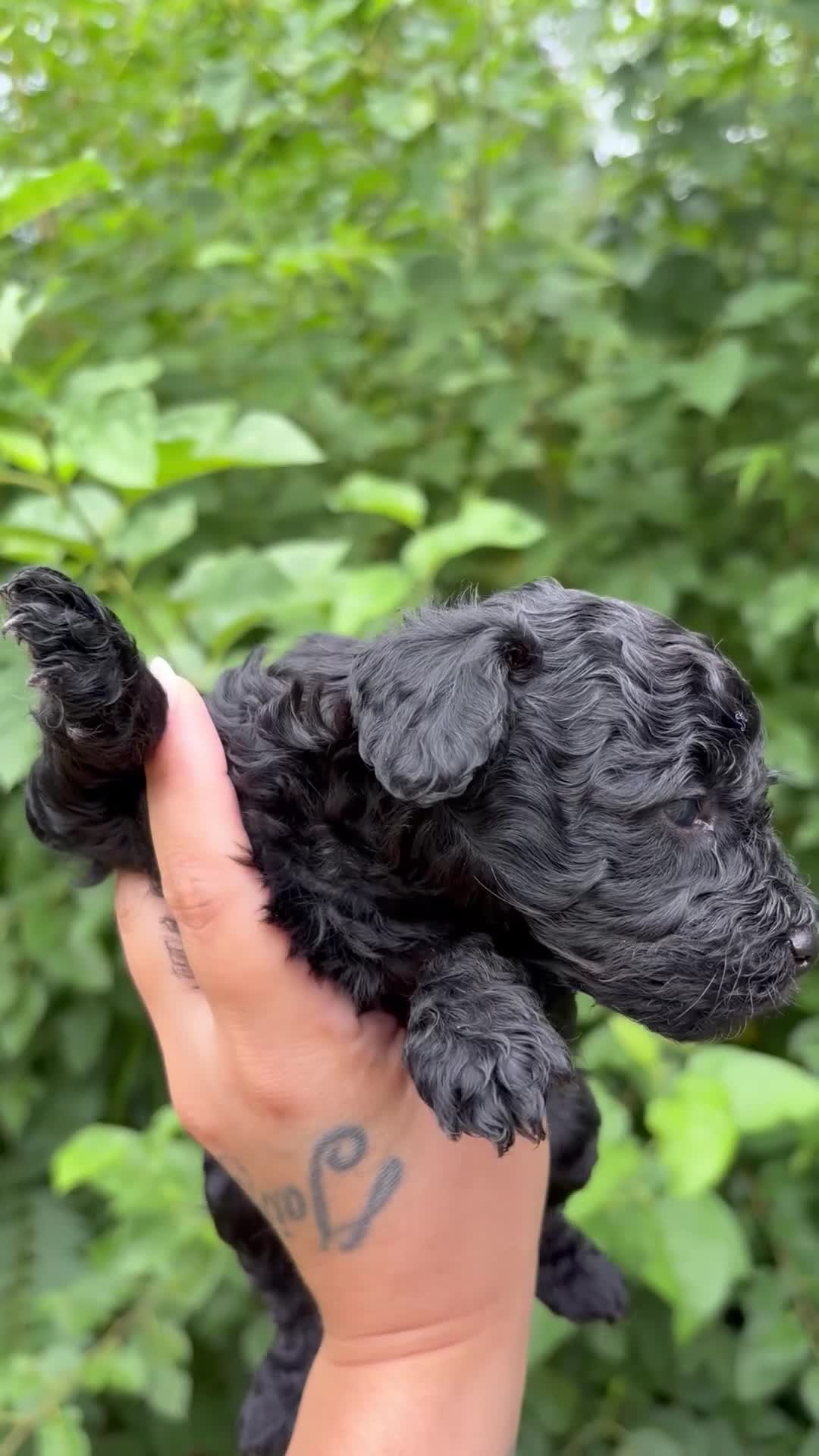 Toy Poodle dogs for sale: Titan - Video 1