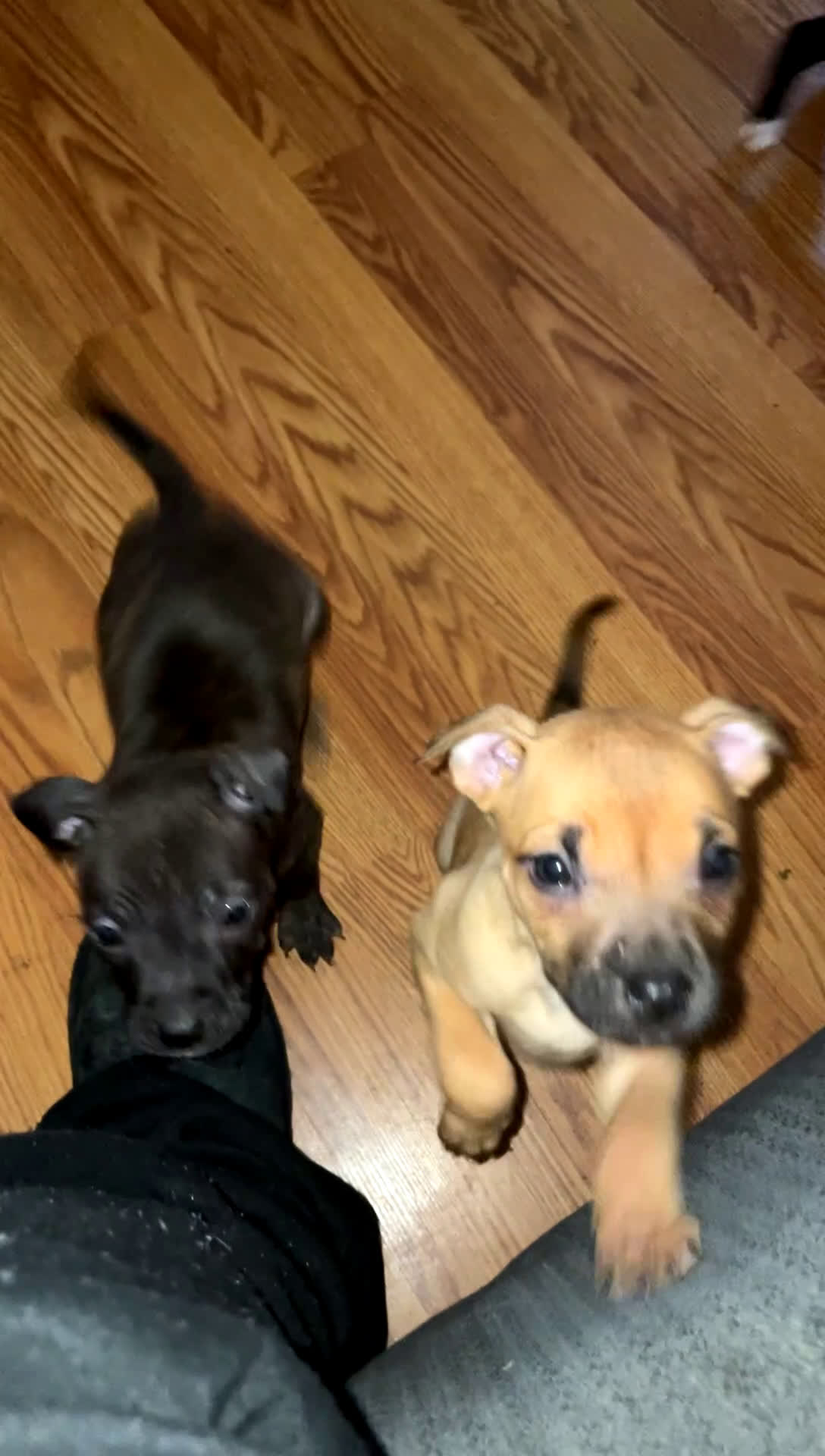American Pit Bull Terrier dogs for sale: Hennessy  - Video 1