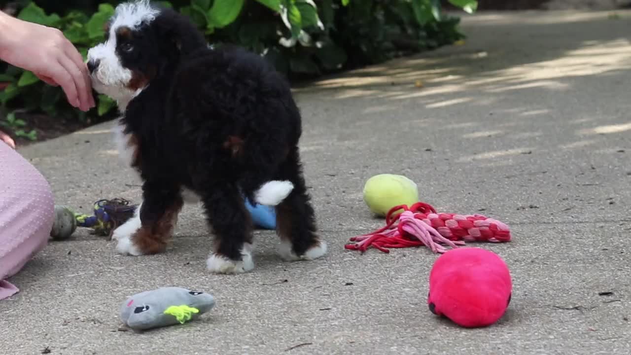 Mini Bernedoodle dogs for sale: Blake - Video 1