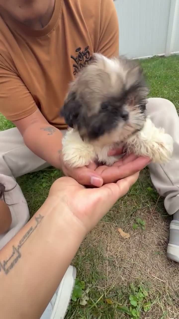 Shih Tzu dogs for sale: Shih Tzu Liza - Video 1