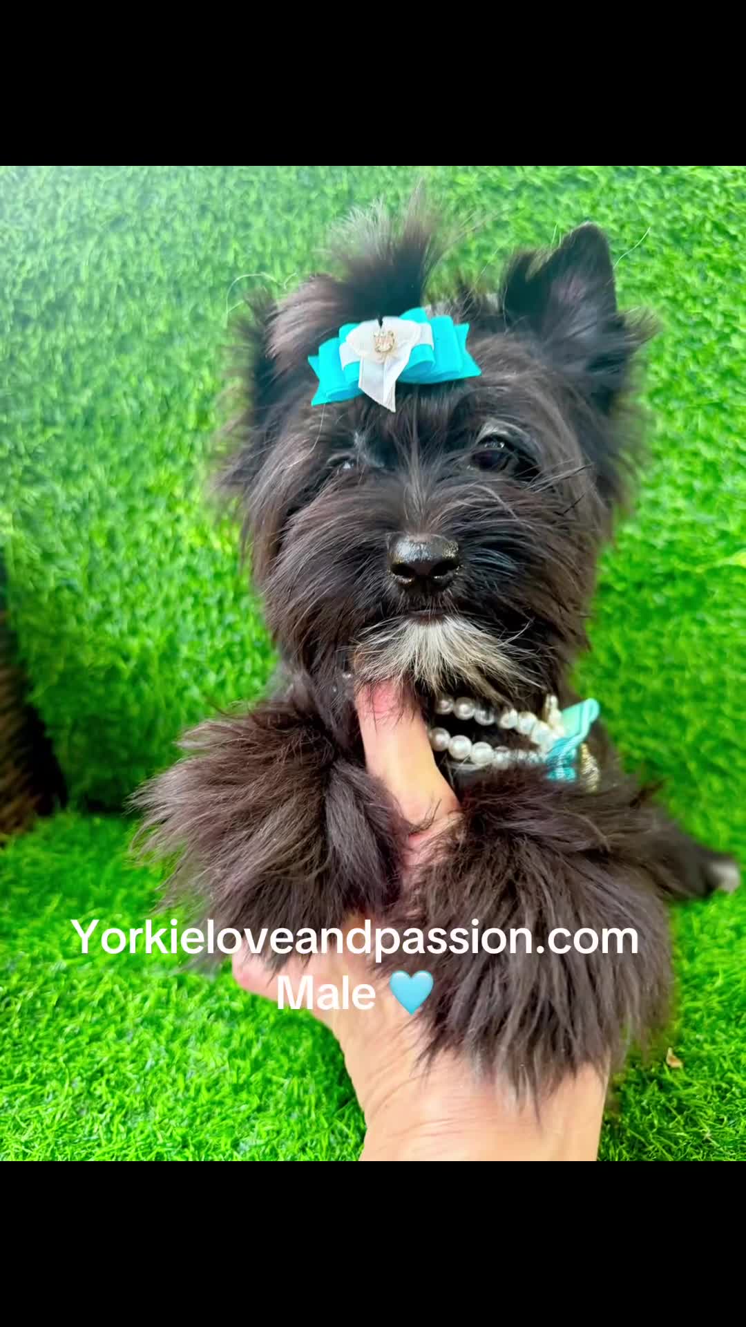 Yorkshire Terrier dogs for sale: Black male  - Video 1