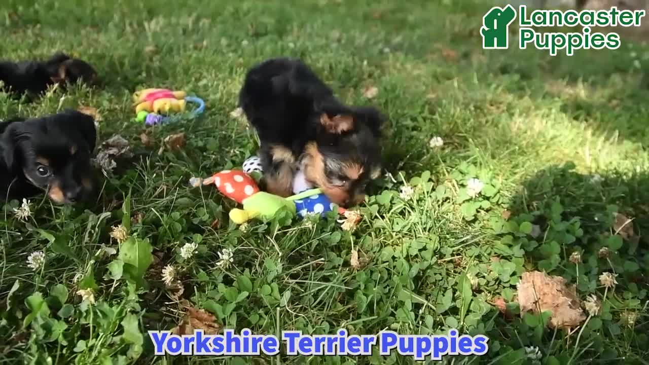 Yorkshire Terrier dogs for sale: Terry - Video 1