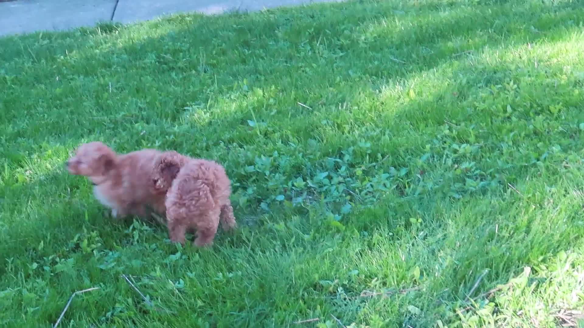 Toy Poodle dogs for sale: Macey - Video 1