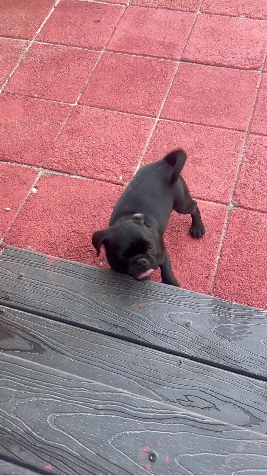 Pug dogs for sale: Rocky - Video 2