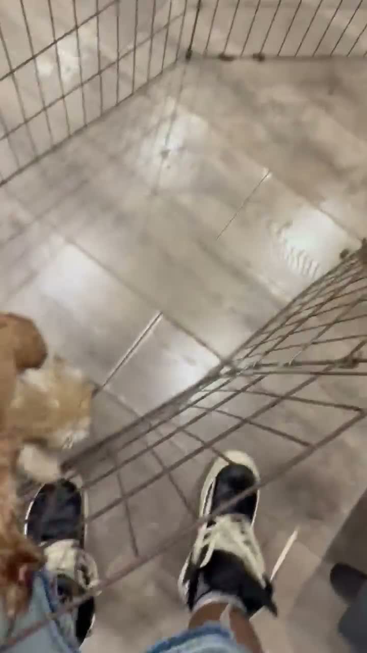 Teddy Bear dogs for sale: Teddy Bear 1 - Video 1