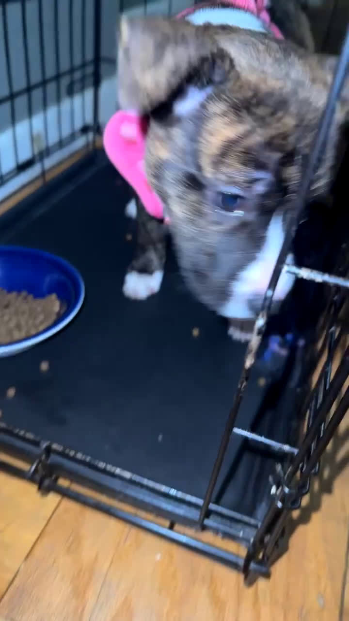 Staffordshire Bull Terrier dogs for sale: Staffordshire Bull Terrier Puppy 1 - Video 1