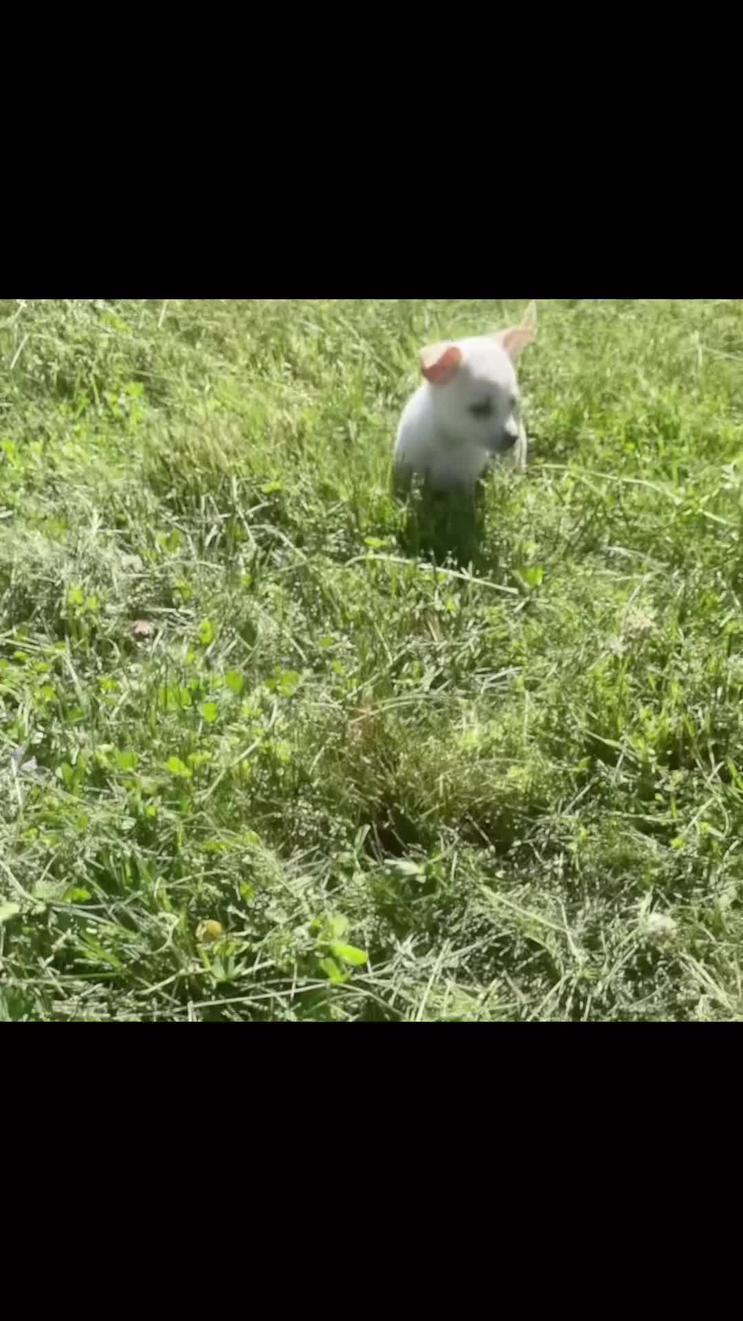 Chihuahua dogs for sale: Dottie - Video 1