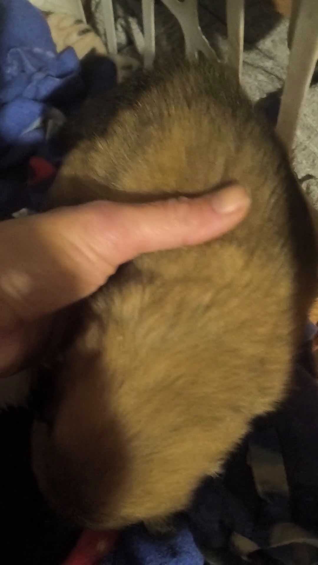 Pomeranian dogs for sale: Pomeranian Puppy 1 - Video 2