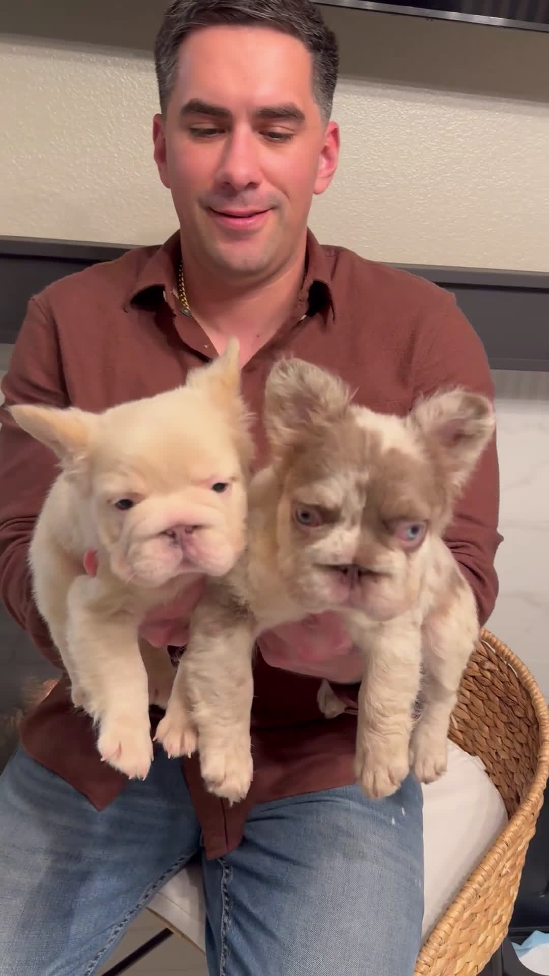 French Bulldog dogs for sale: Chanel - Video 2